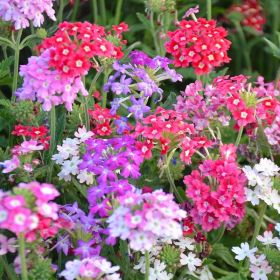 Verbena Hybrida Seeds -100pcs - High-Yield Hanging Flower Seeds For Indoor & Outdoor Garden Planting (Option: 100pcs)